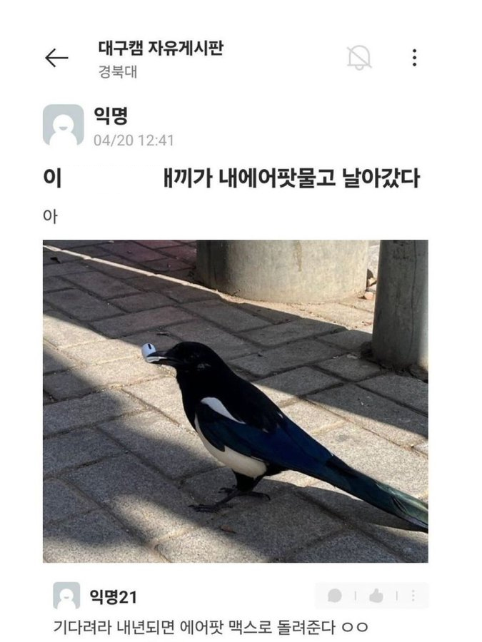 까치가-내-에어팟-훔쳐감-1-이미지