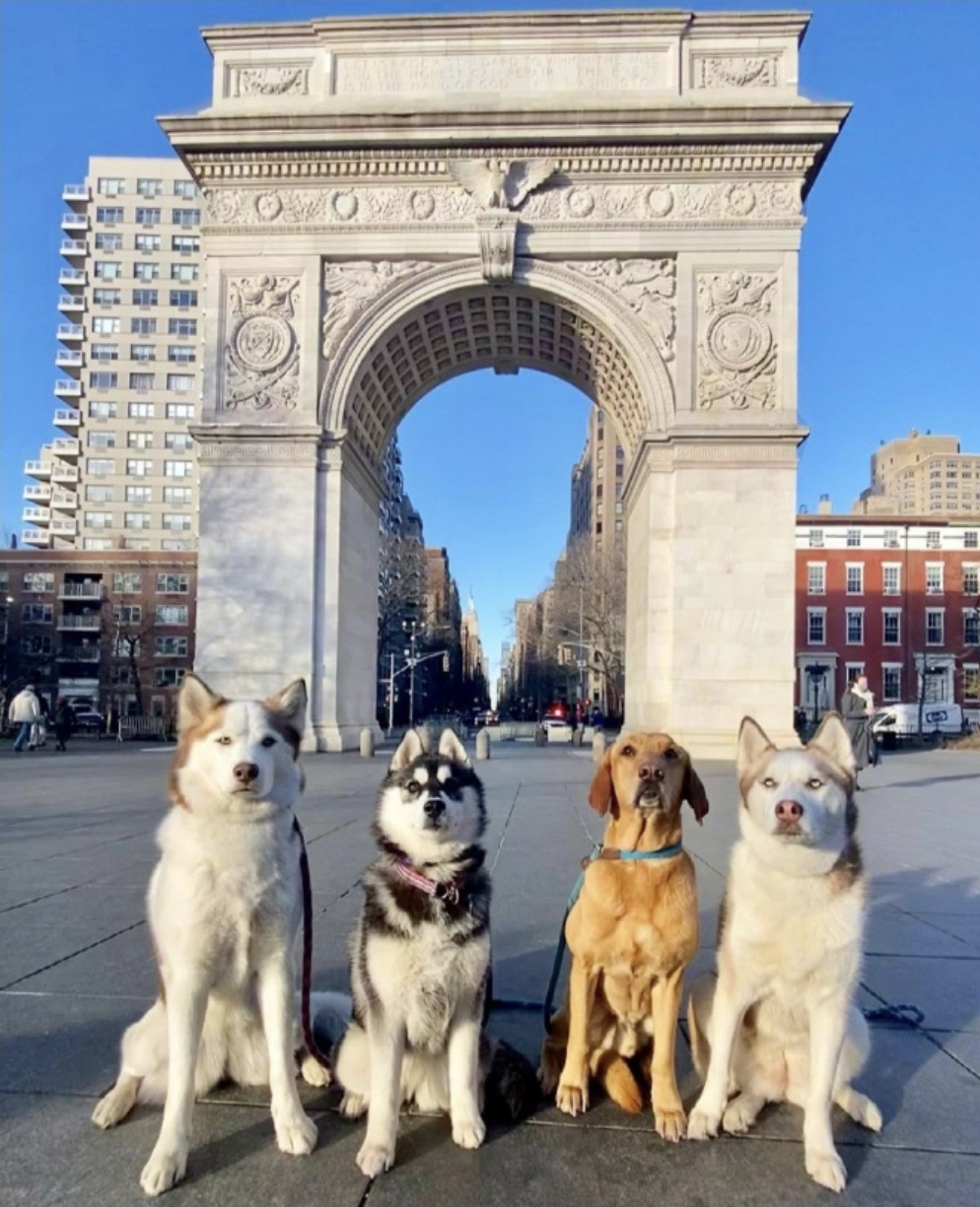 강아지-단체사진-개잘찍는-미국의-강아지-보육센터...jpg-1-이미지