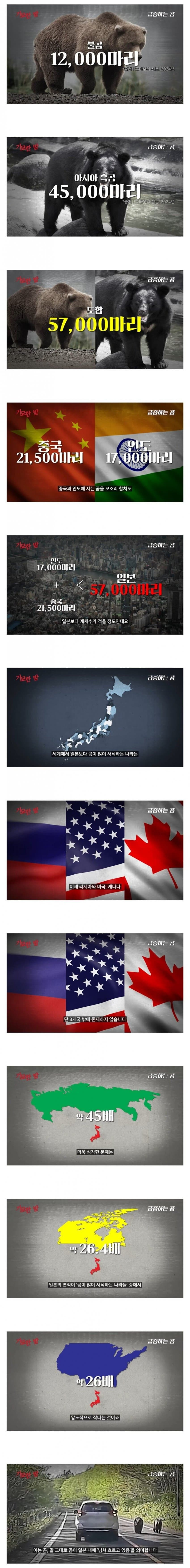 세계적인-곰-보유-국가가-된-일본-0-이미지