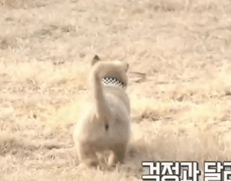 빵댕이가-토실토실했던-이유-2-이미지