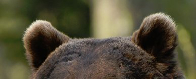 사실-곰-귀-엄청-귀엽습니다-1-이미지