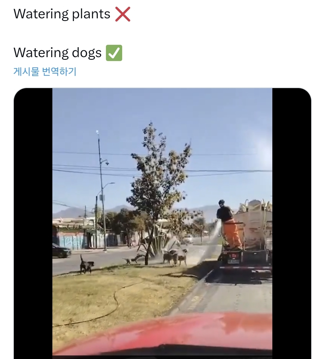 가로수-물-주는-차가-나타나자-동네-강아지들-0-이미지