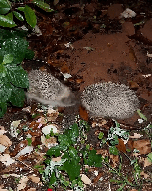 야밤에-이동하는-고슴도치-가족....gif-2-이미지