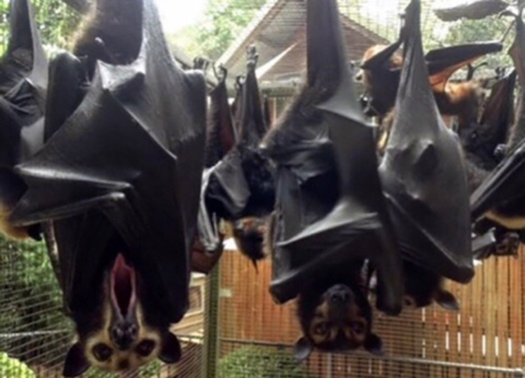 사람보다-큰-박쥐-(깜놀주의)-4-이미지