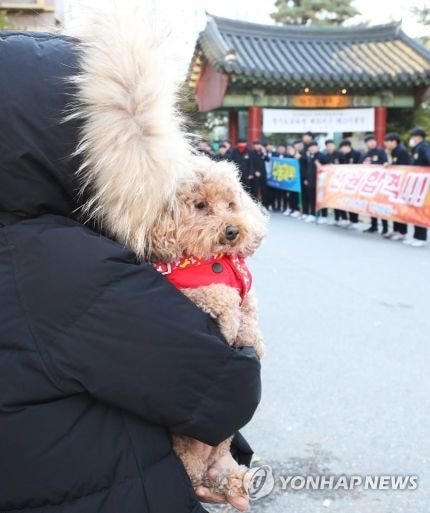 강아지-좋아하는-왕들은-매년-수능-아침을-기대함-12-이미지
