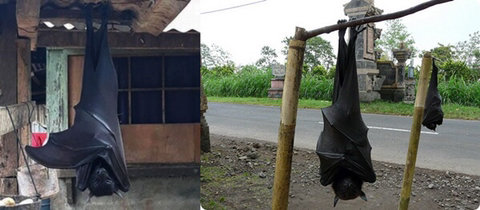 사람보다-큰-박쥐-(깜놀주의)-2-이미지