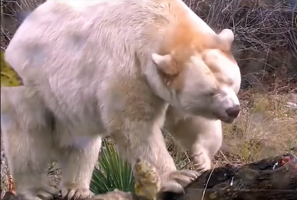 북극곰으로-오해받은-알비노-곰의-수난사-2-이미지