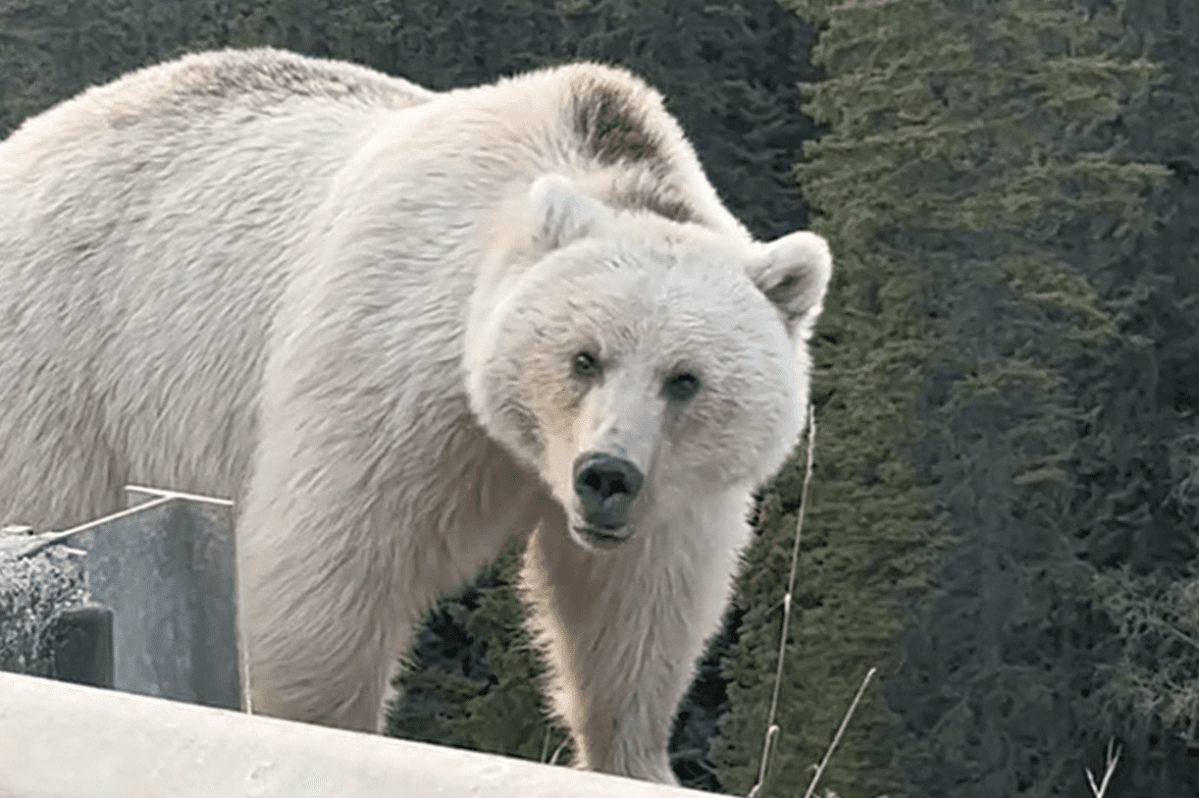 북극곰으로-오해받은-알비노-곰의-수난사-3-이미지