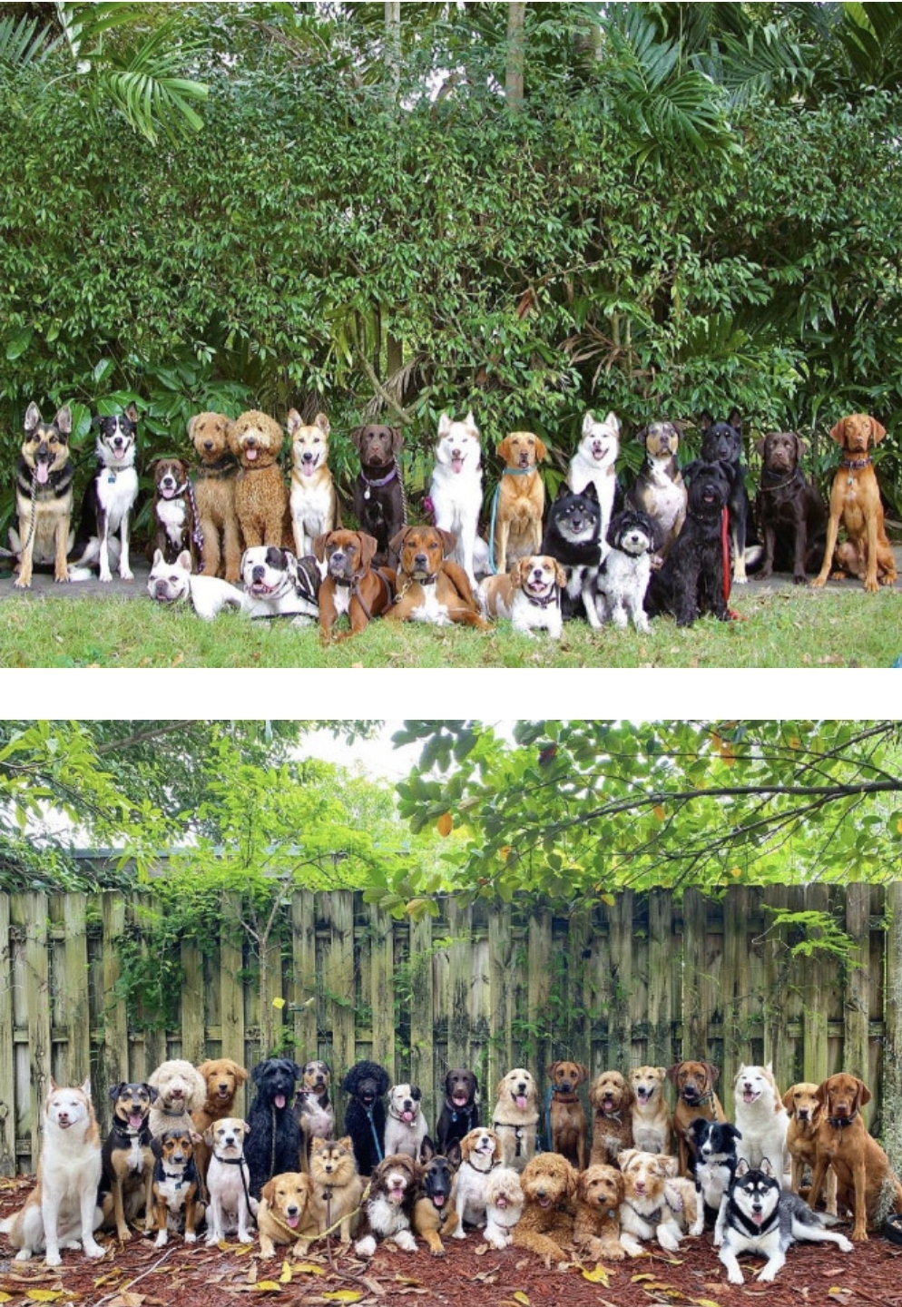 강아지-단체사진-개잘찍는-미국의-강아지-보육센터...jpg-5-이미지