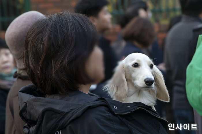 강아지-좋아하는-왕들은-매년-수능-아침을-기대함-18-이미지