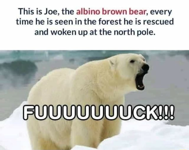 북극곰으로-오해받은-알비노-곰의-수난사-0-이미지