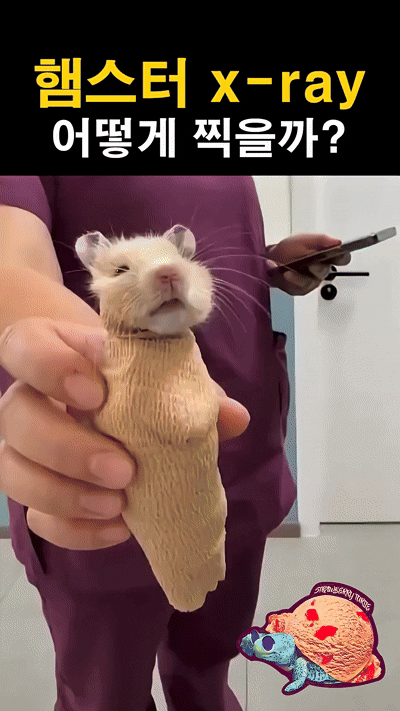 엑스레이-찍는-햄스터-1-이미지