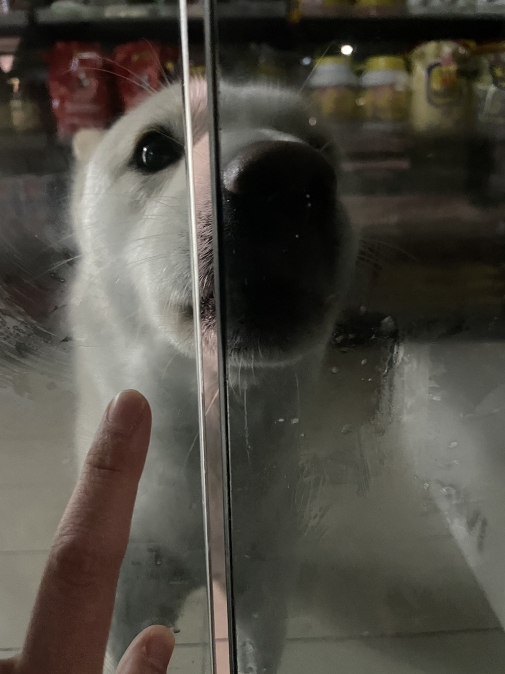 나-고앵-집산데-이-백구-나-좋아서-ㄴ이러는거야?-0-이미지