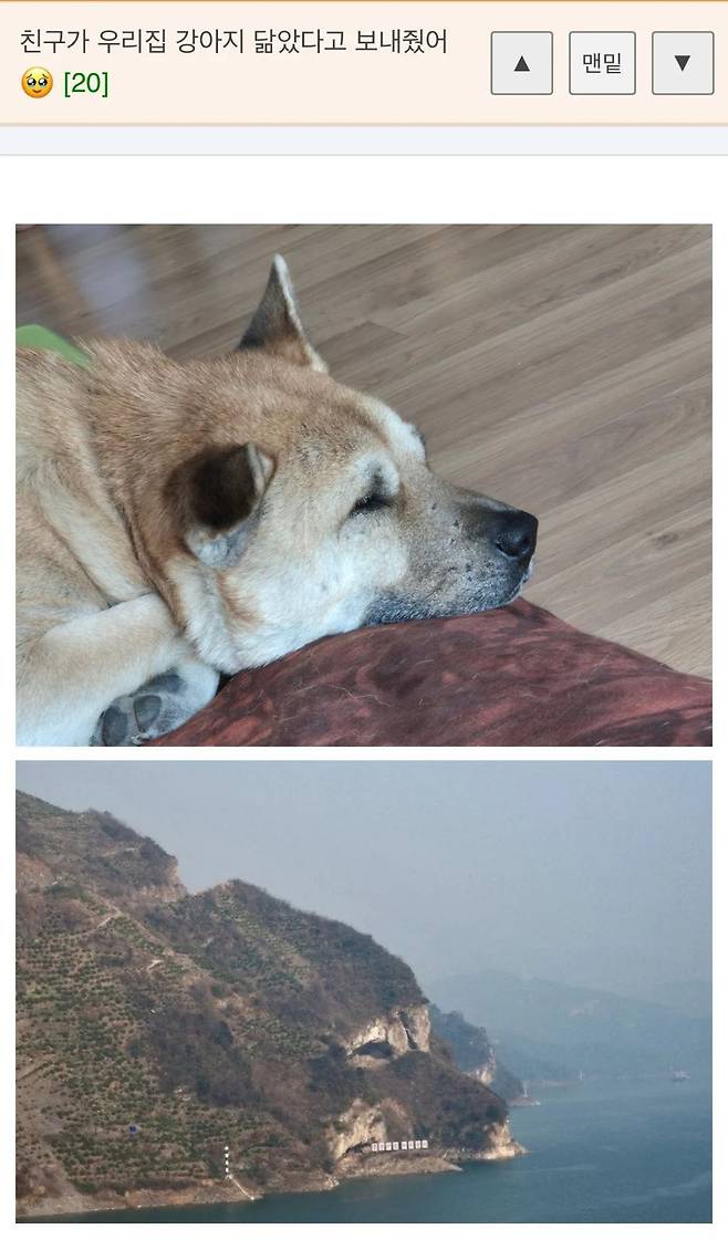 친구가-우리집-강아지-닮았다고-보내줬어-1-이미지