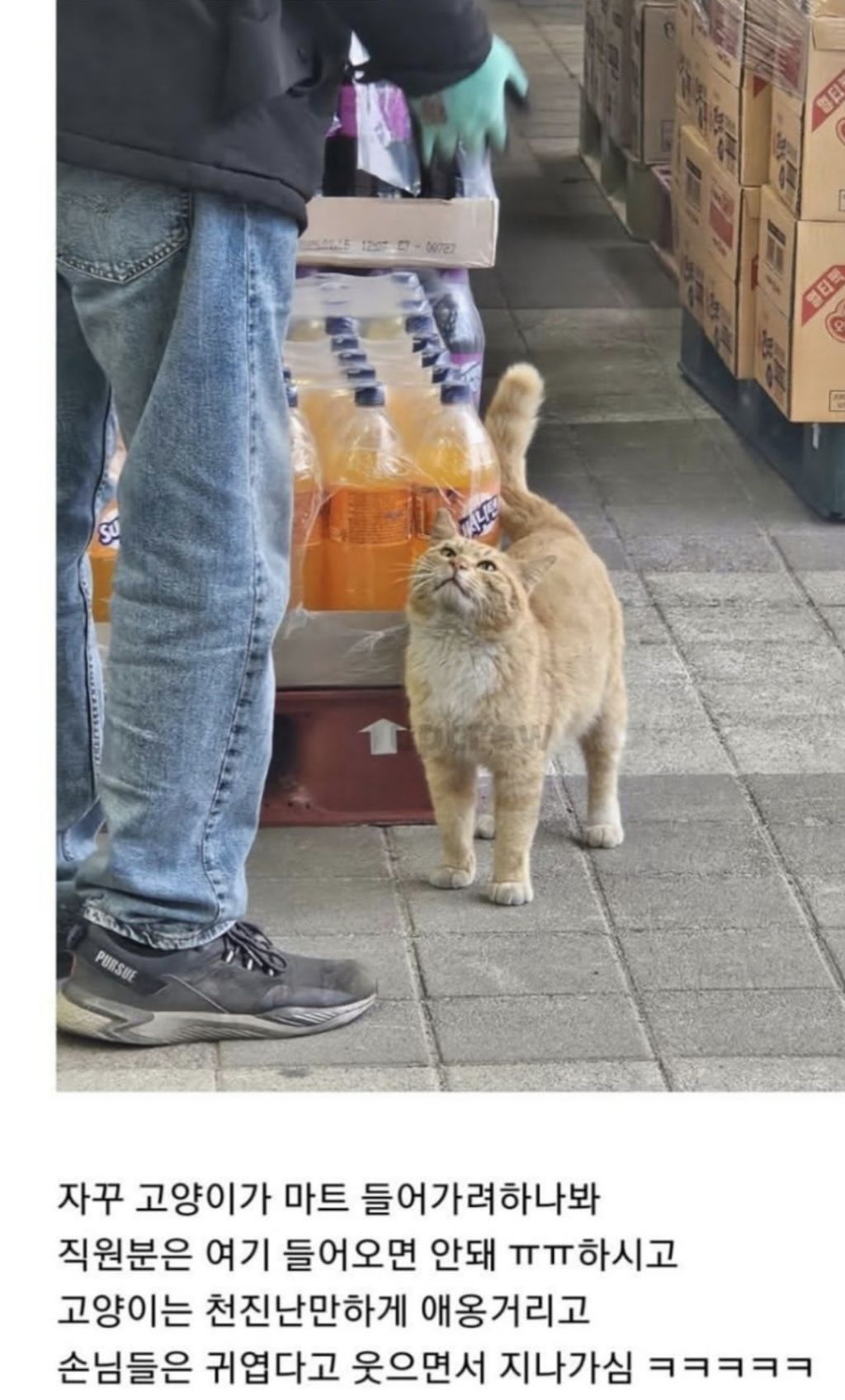 마트-직원과-대치중인-고양이-0-이미지