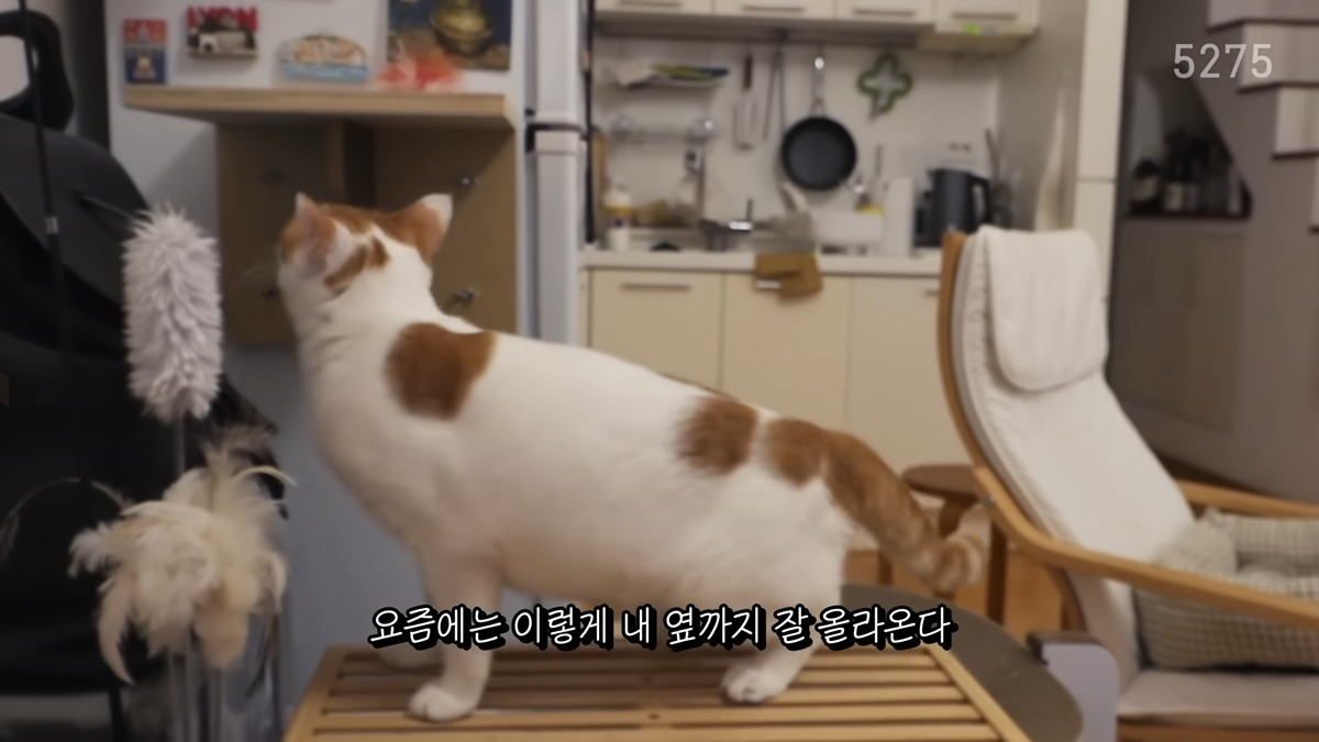 냥집사로서-복층-원룸-살면-따라해보고싶은-꽁꽁얼어붙은한강냥이네-집-3-이미지