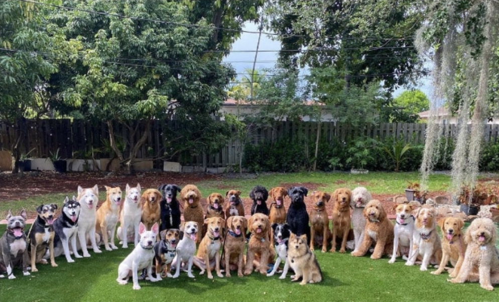 강아지-단체사진-개잘찍는-미국의-강아지-보육센터...jpg-9-이미지