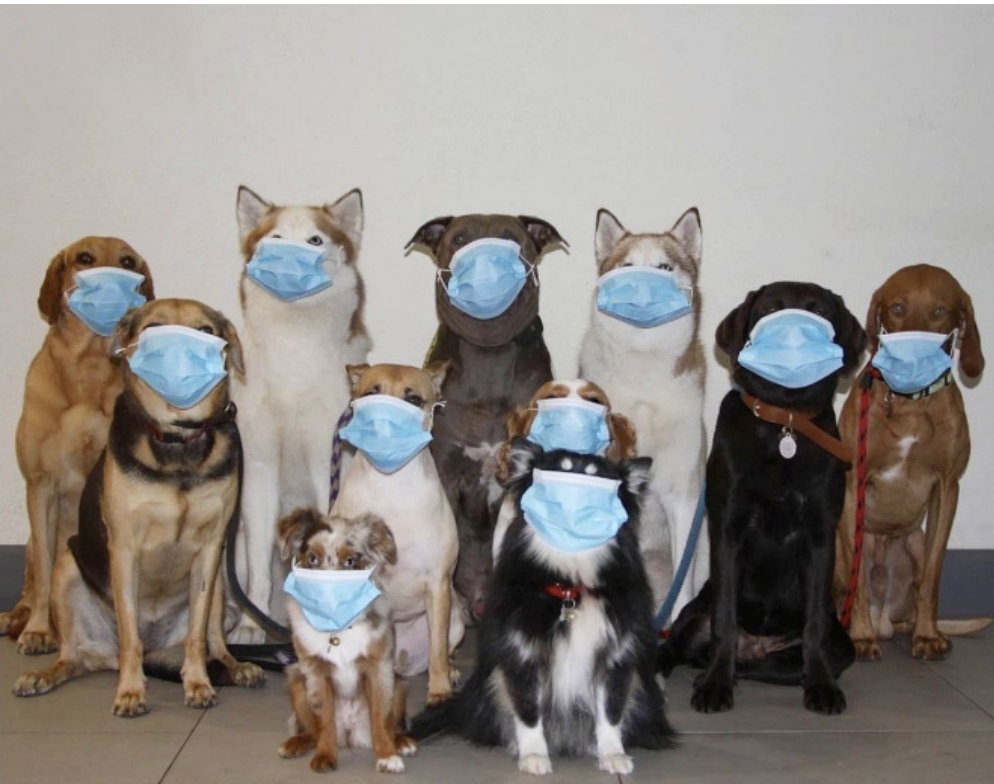 강아지-단체사진-개잘찍는-미국의-강아지-보육센터...jpg-4-이미지