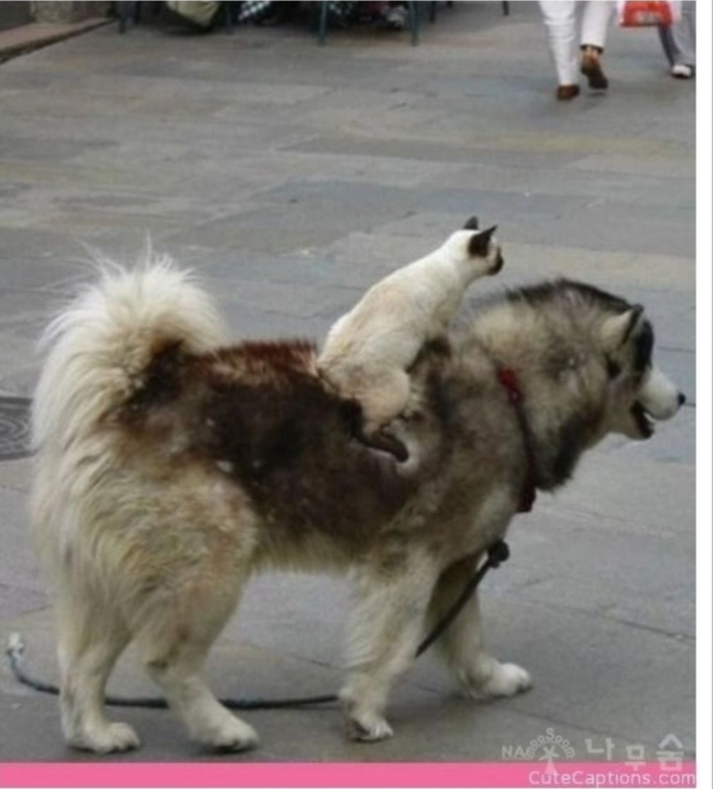 강아지를-타고-다니는-고양이-2-이미지