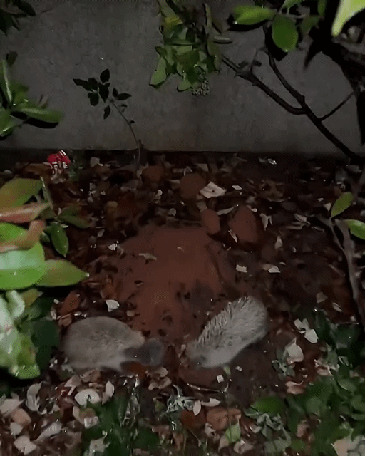 야밤에-이동하는-고슴도치-가족....gif-1-이미지