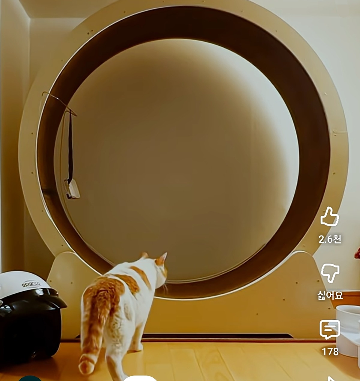 냥집사로서-복층-원룸-살면-따라해보고싶은-꽁꽁얼어붙은한강냥이네-집-8-이미지