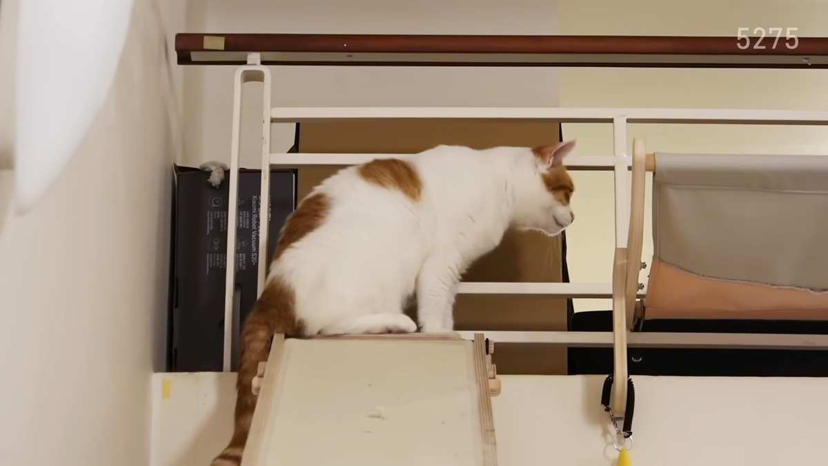 냥집사로서-복층-원룸-살면-따라해보고싶은-꽁꽁얼어붙은한강냥이네-집-6-이미지