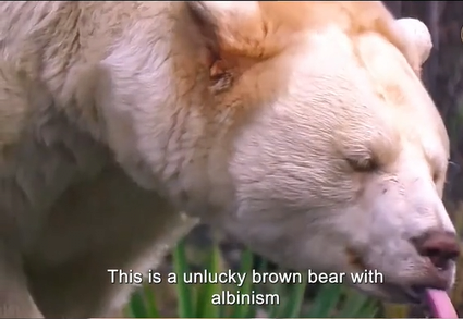 북극곰으로-오해받은-알비노-곰의-수난사-1-이미지