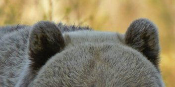 사실-곰-귀-엄청-귀엽습니다-2-이미지