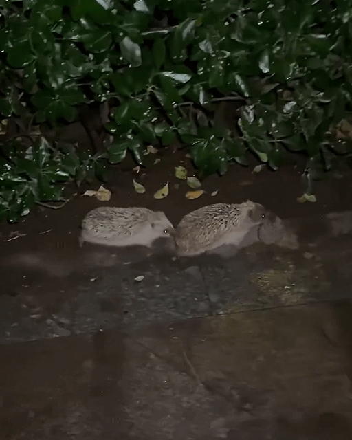 야밤에-이동하는-고슴도치-가족....gif-0-이미지