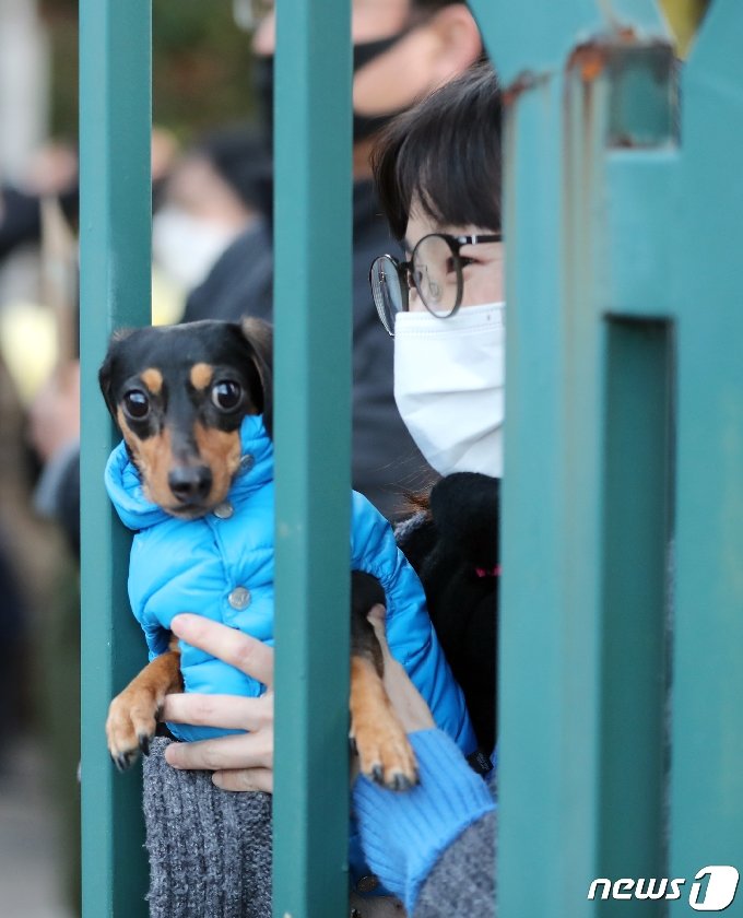 강아지-좋아하는-왕들은-매년-수능-아침을-기대함-10-이미지