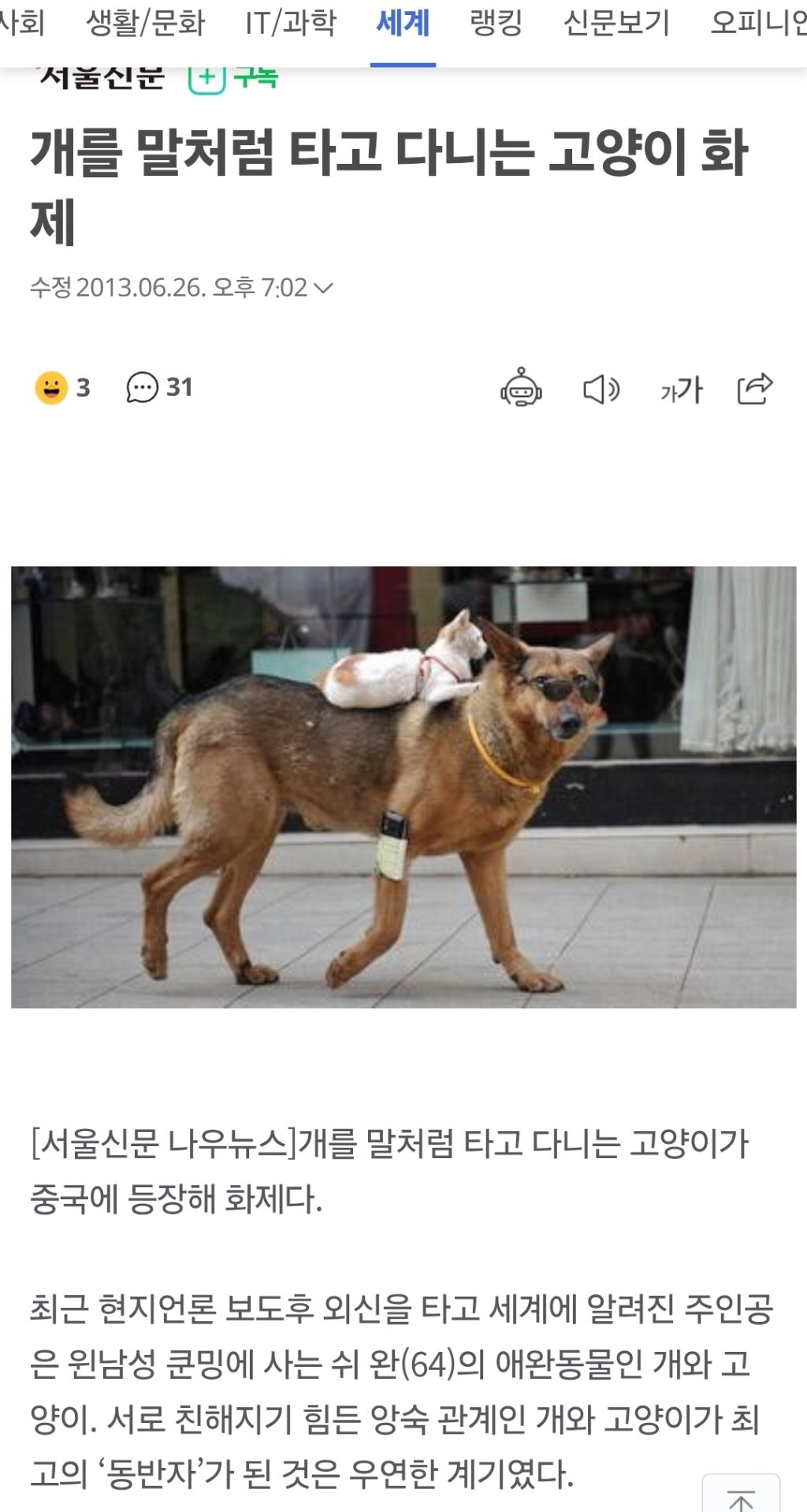 강아지를-타고-다니는-고양이-0-이미지