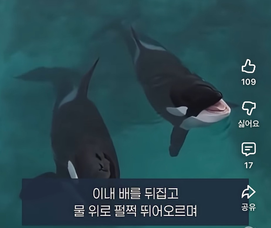 폐쇄된-동물원에-남겨진-두-범고래-0-이미지