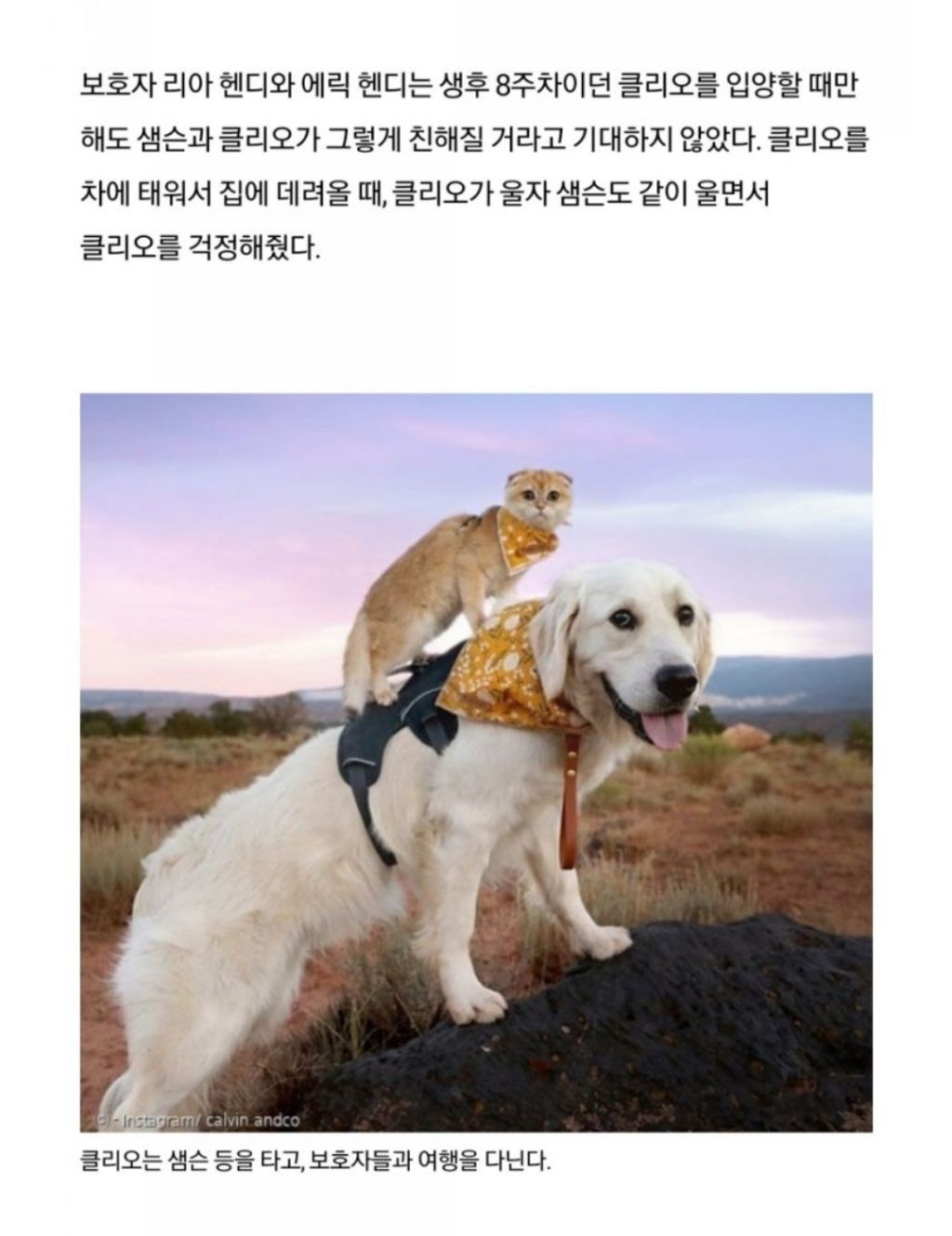 강아지를-타고-다니는-고양이-3-이미지
