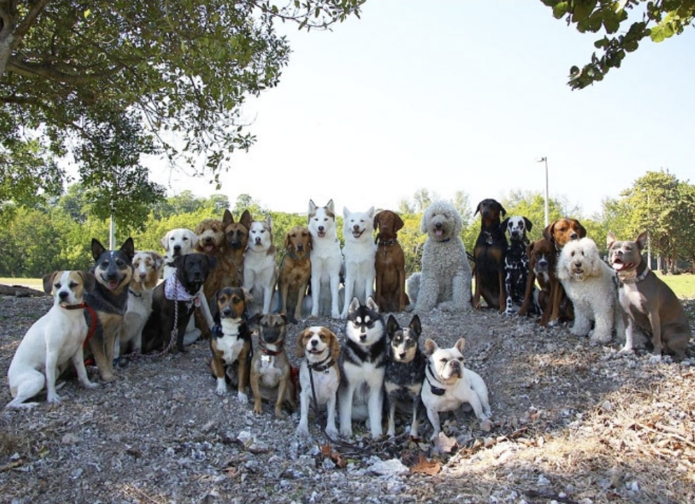 강아지-단체사진-개잘찍는-미국의-강아지-보육센터...jpg-8-이미지