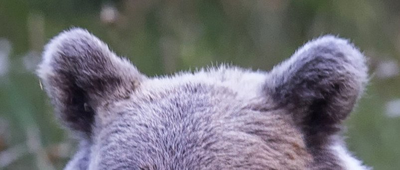 사실-곰-귀-엄청-귀엽습니다-0-이미지