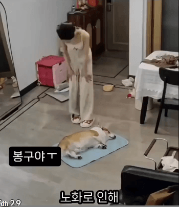 마지막-힘을-쥐어짜낸-강아지-0-이미지