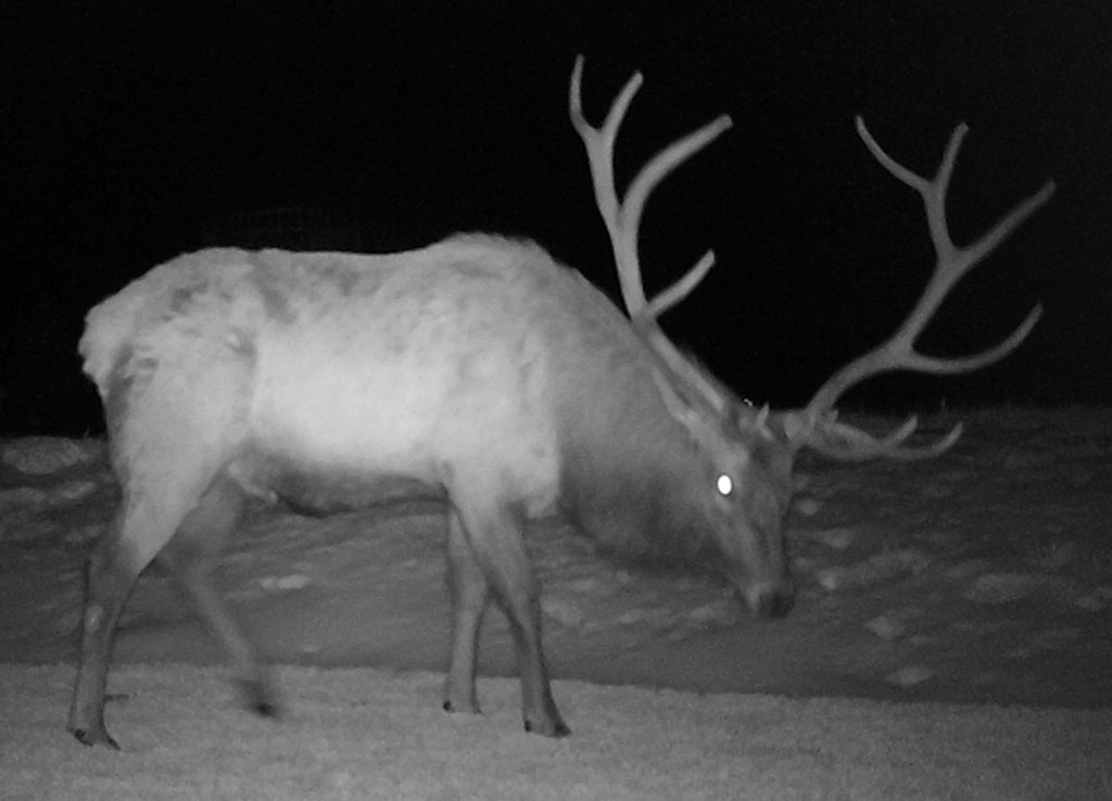 우리-조상들이-어두워지면-밖에-안-나가려고-한-이유.jpg-25-이미지