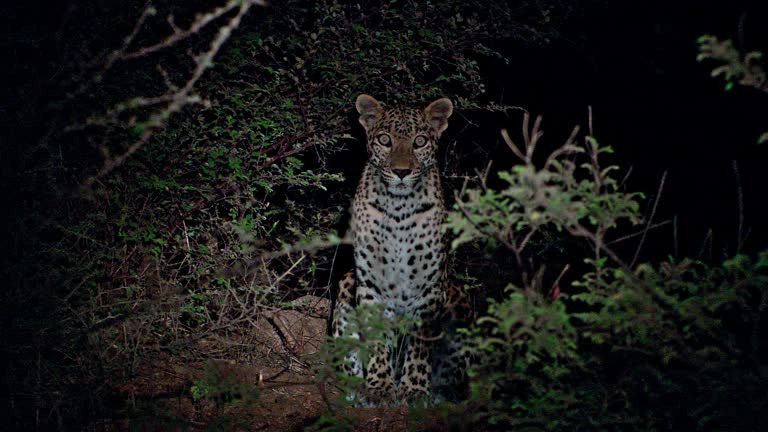 우리-조상들이-어두워지면-밖에-안-나가려고-한-이유.jpg-10-이미지