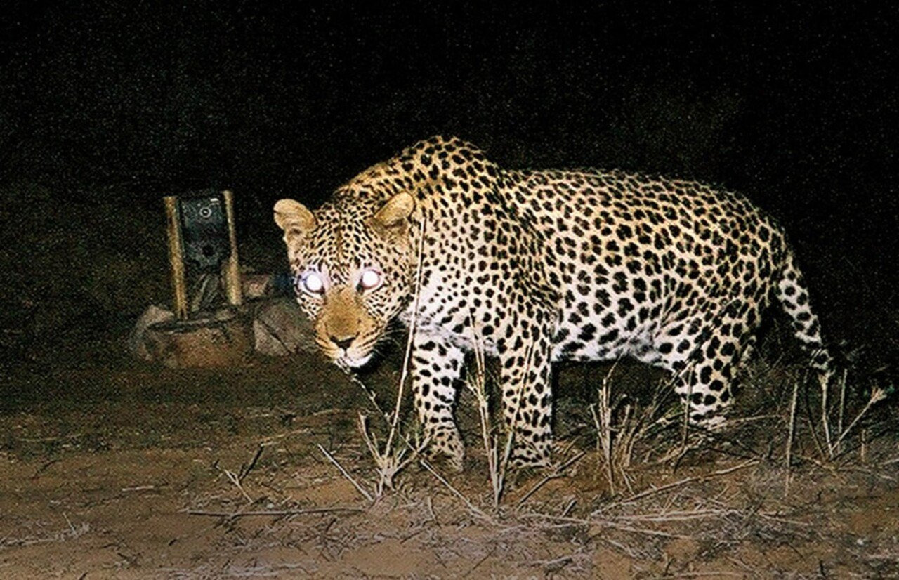 우리-조상들이-어두워지면-밖에-안-나가려고-한-이유.jpg-8-이미지