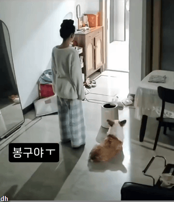 마지막-힘을-쥐어짜낸-강아지-1-이미지