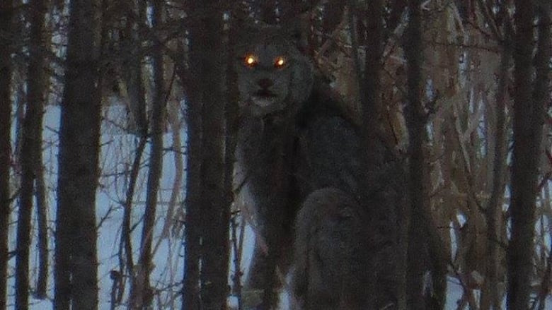 우리-조상들이-어두워지면-밖에-안-나가려고-한-이유.jpg-14-이미지