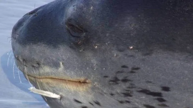 남극에서-만나면-공포-그-자체라는-생물-7-이미지