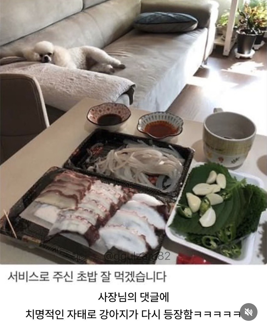 늘-보이던-강아지가-안-보이니-아쉬워하는-사장님.jpg-9-이미지