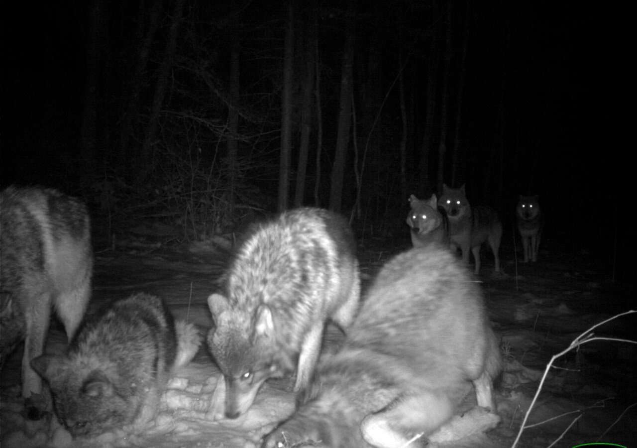 우리-조상들이-어두워지면-밖에-안-나가려고-한-이유.jpg-16-이미지