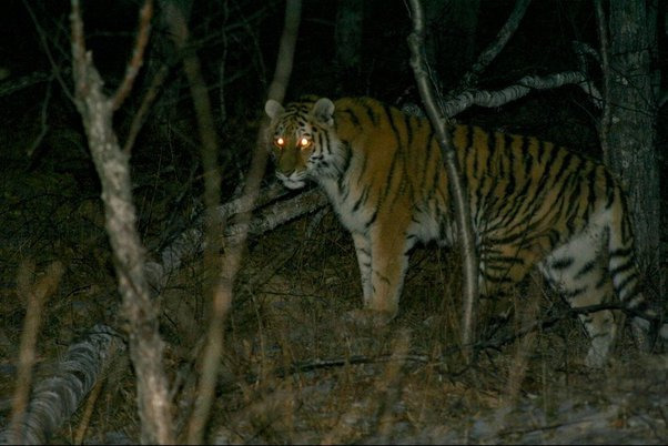 우리-조상들이-어두워지면-밖에-안-나가려고-한-이유.jpg-2-이미지