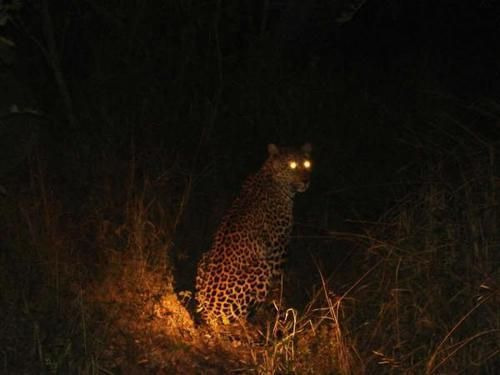 우리-조상들이-어두워지면-밖에-안-나가려고-한-이유.jpg-7-이미지