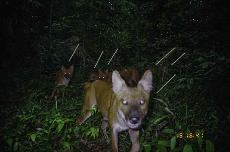 우리-조상들이-어두워지면-밖에-안-나가려고-한-이유.jpg-18-이미지
