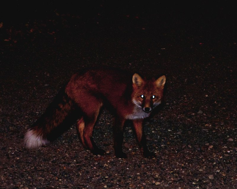 우리-조상들이-어두워지면-밖에-안-나가려고-한-이유.jpg-21-이미지
