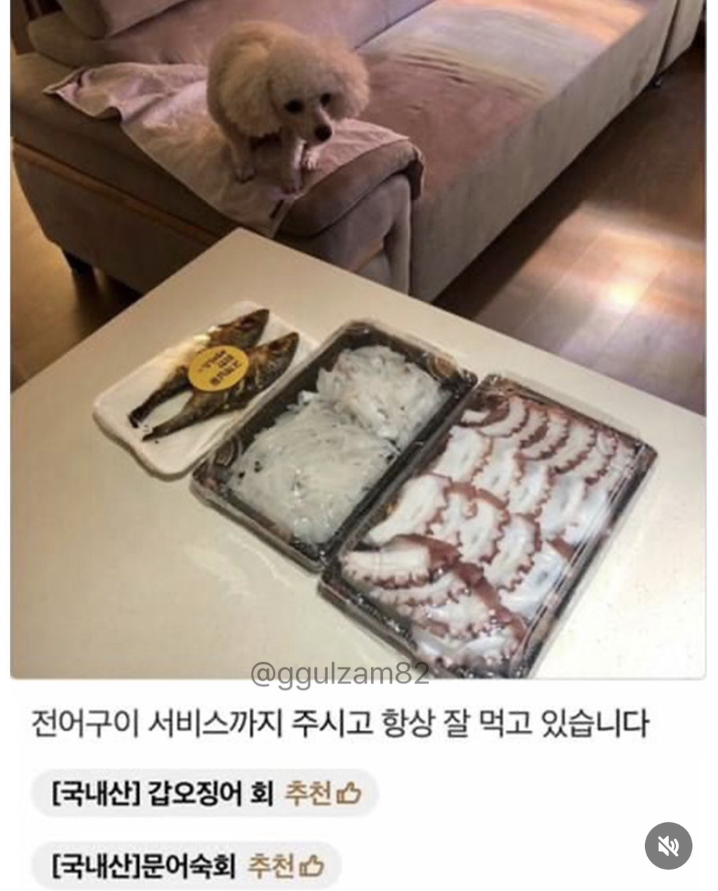 늘-보이던-강아지가-안-보이니-아쉬워하는-사장님.jpg-6-이미지