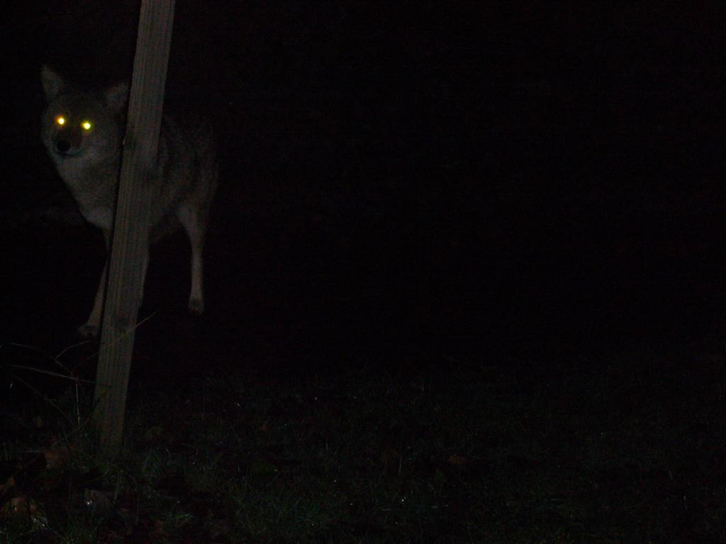 우리-조상들이-어두워지면-밖에-안-나가려고-한-이유.jpg-17-이미지